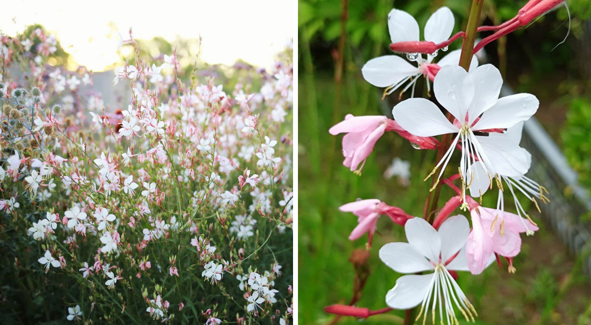 La Gaura La Pianta Perfetta Per Ogni Giardino E Balcone E Anche