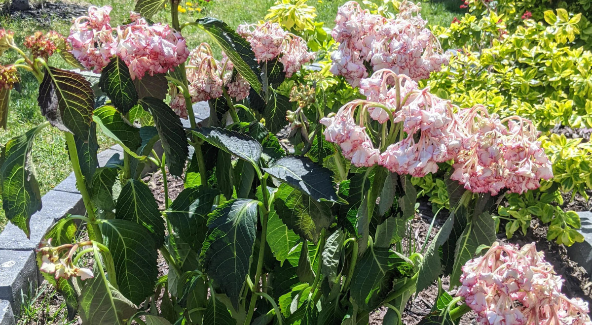 Ist Ihre Hortensie Verwelkt M Gliche Ursachen Und L Sungen Um Sie