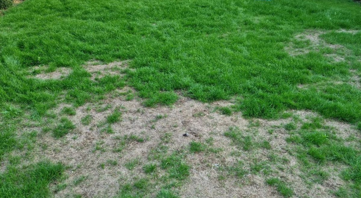 Trockene Flecken auf dem Rasen 9 Methoden, um sie zu entfernen und