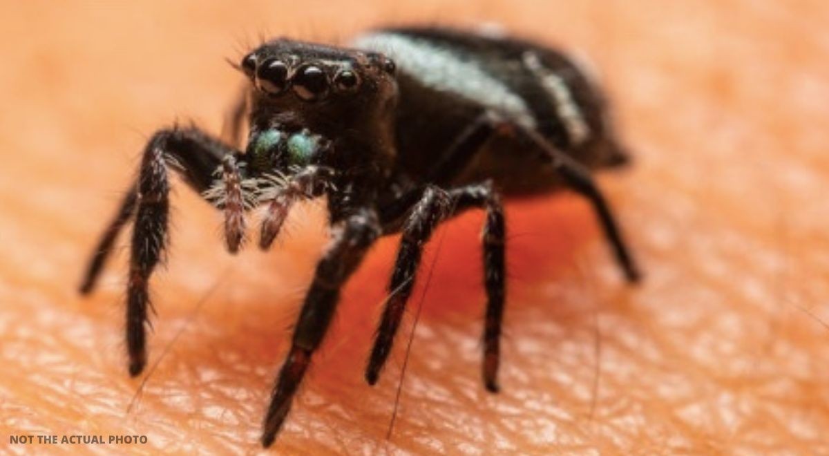 Hij wordt 100 keer gebeten door een kolonie spinnen man gedwongen van huis te vluchten