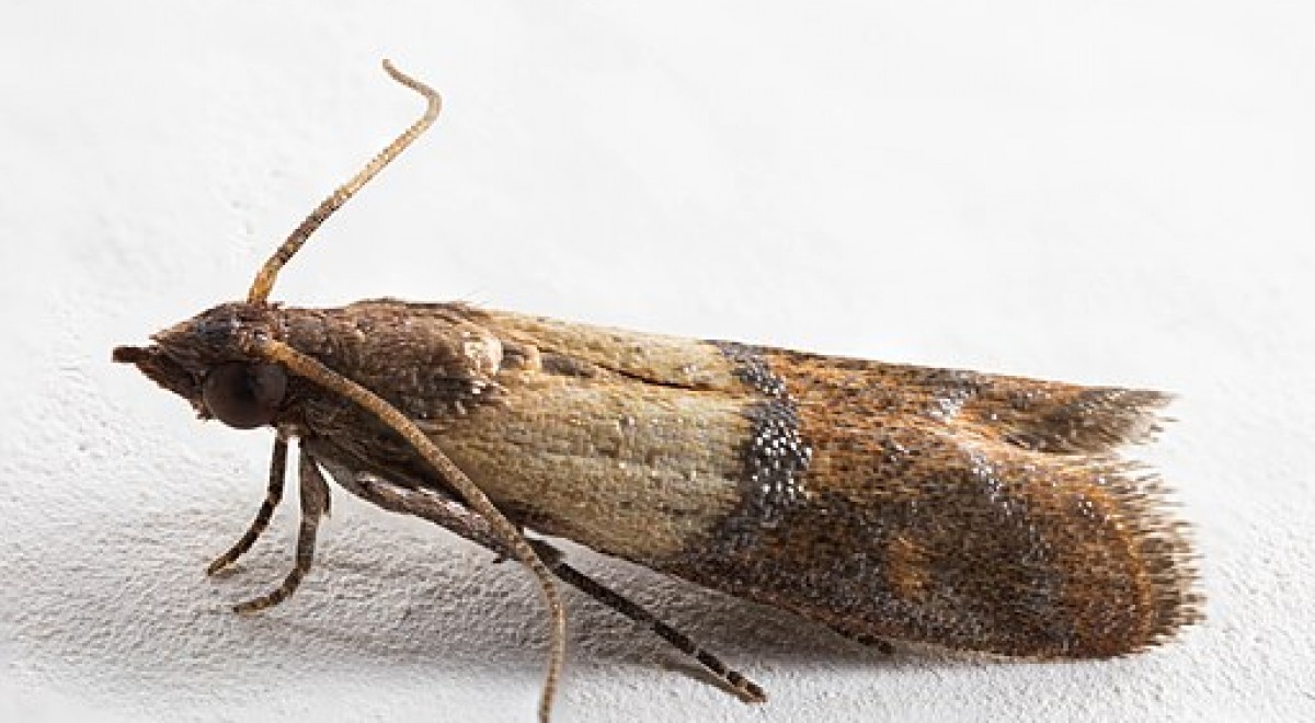 How to permanently get rid of food moths using the right methods