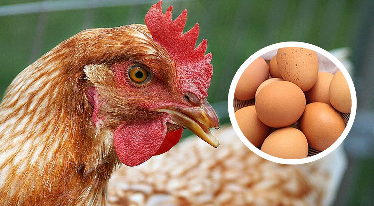 Wat was er eerst, de kip of het ei? Wetenschappers zeggen dat ze