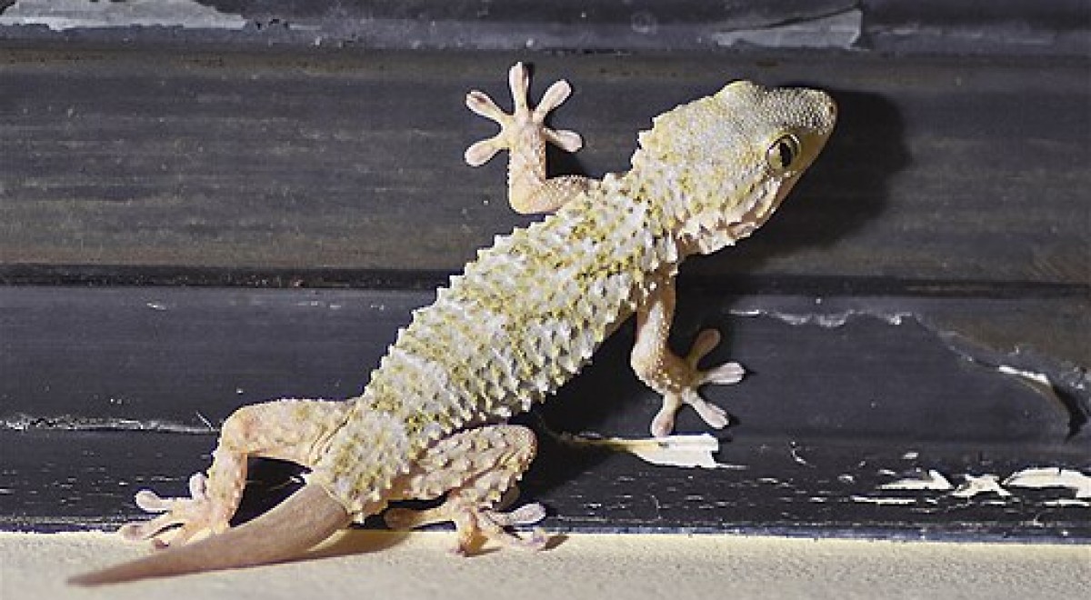 6 useful techniques to keep geckos away from home naturally and safely CreativoMedia.co.uk