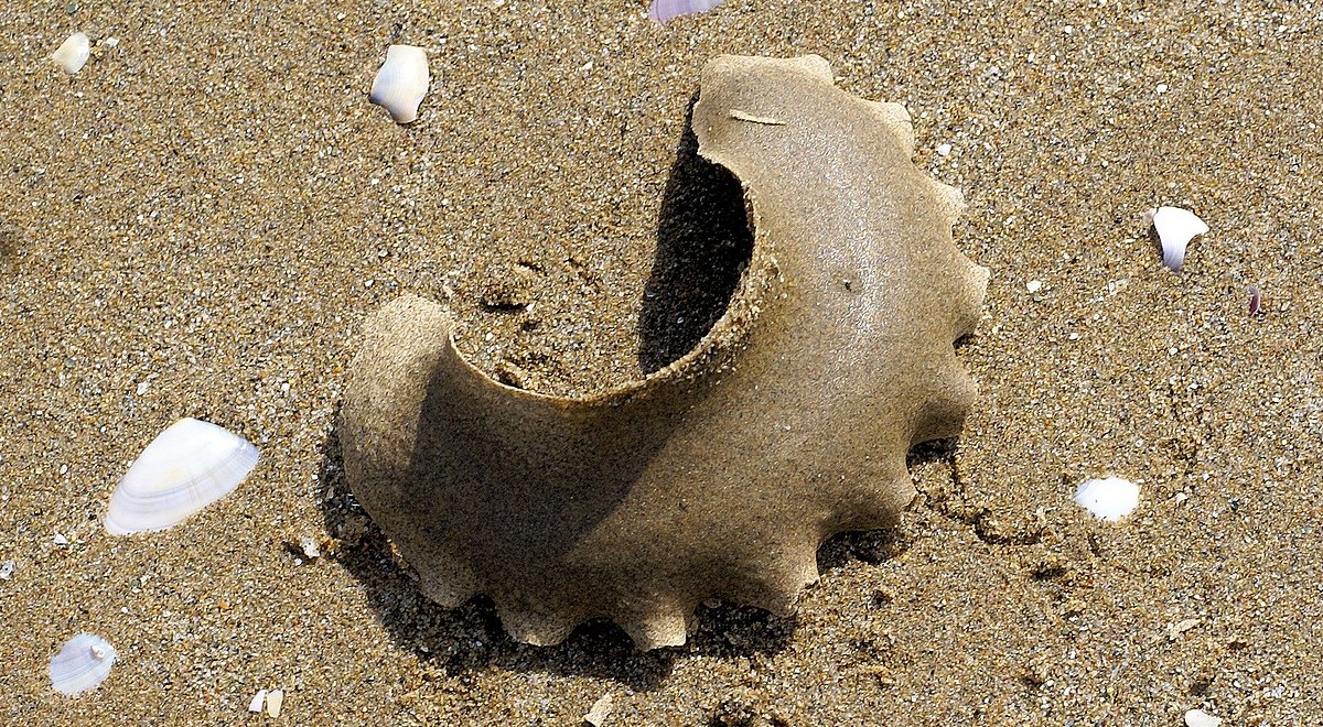 Si vous voyez ceci sur la plage, éloignezvous de quoi s