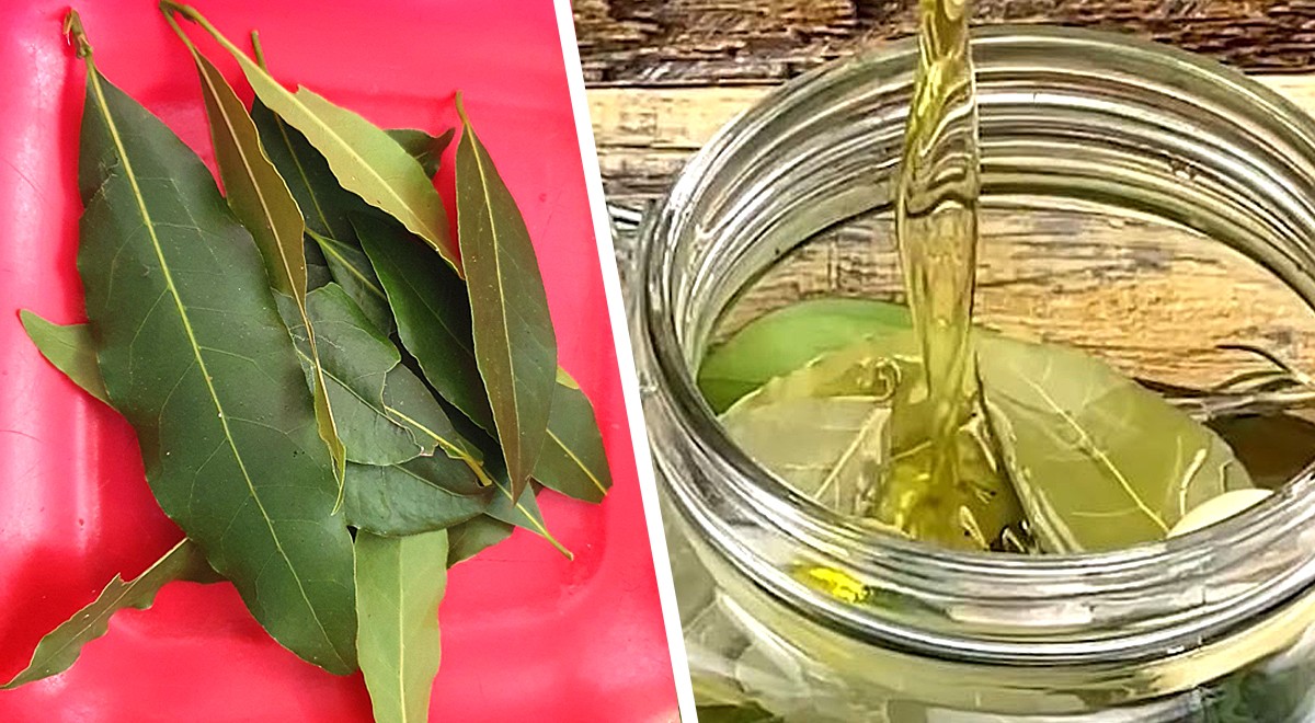 Olio di alloro come si prepara e come si usa questo prezioso ritrovato