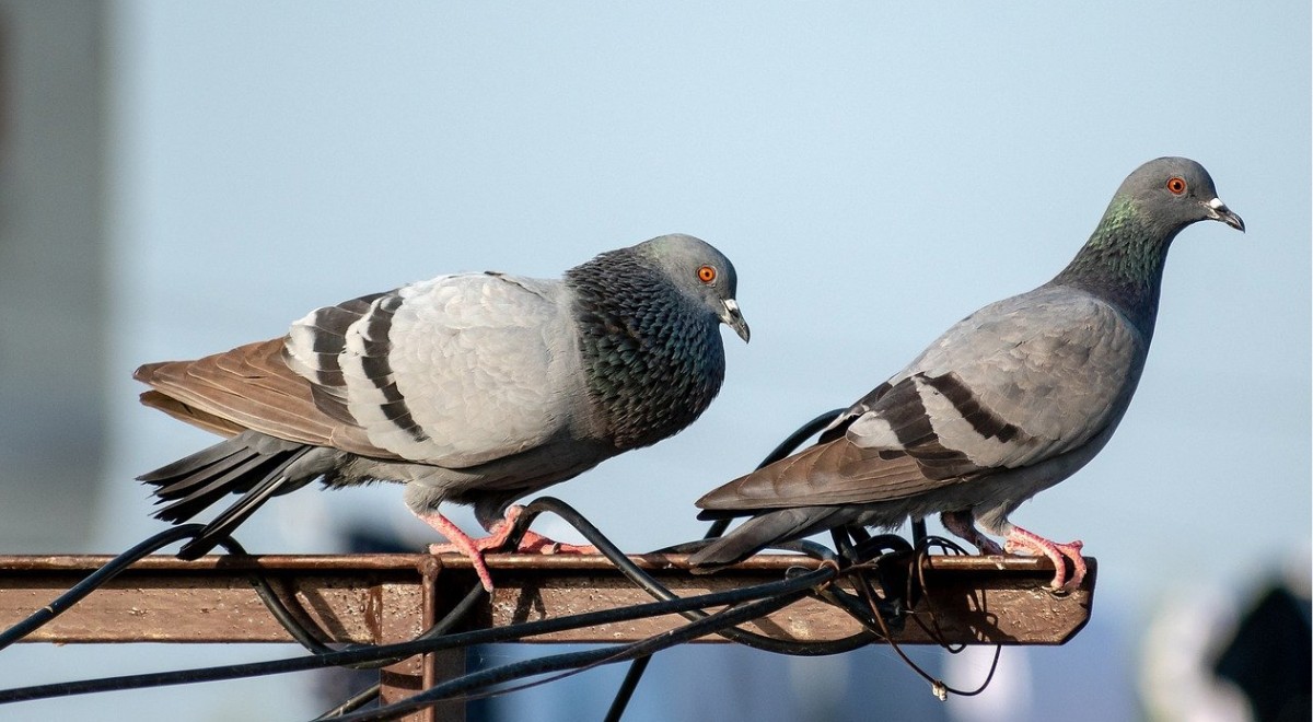 Pourquoi les pigeons bougentils bizarrement la tête lorsqu