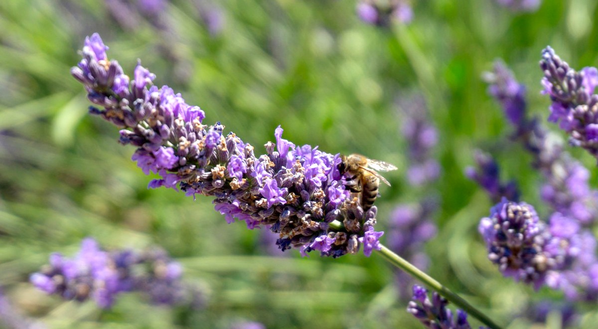 Lavender let's discover how to use it inside the home to enjoy its