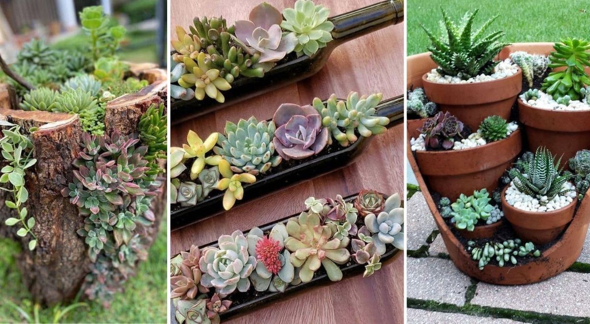 Jardinières de plantes succulentes : 12 idées DIY d'intérieur et  d'extérieur 