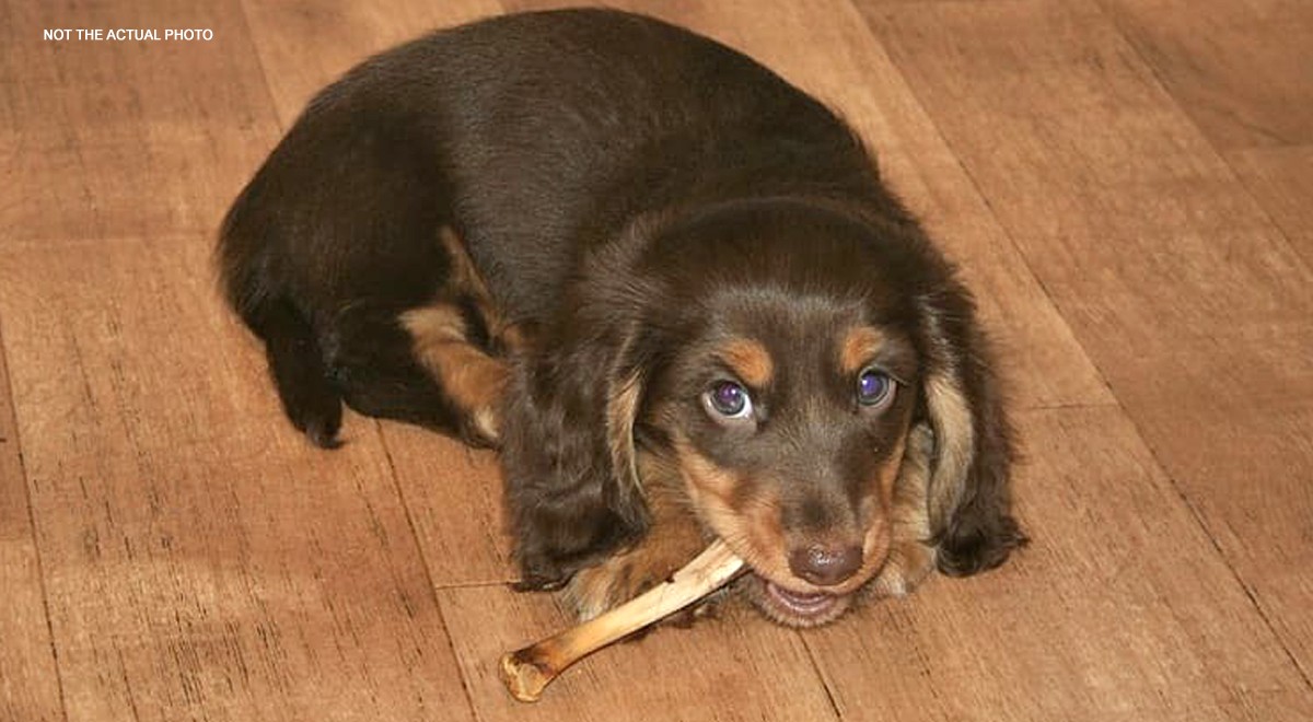 Come capire se il tuo cane ha ingoiato una scheggia d'osso: ecco 7 sintomi  