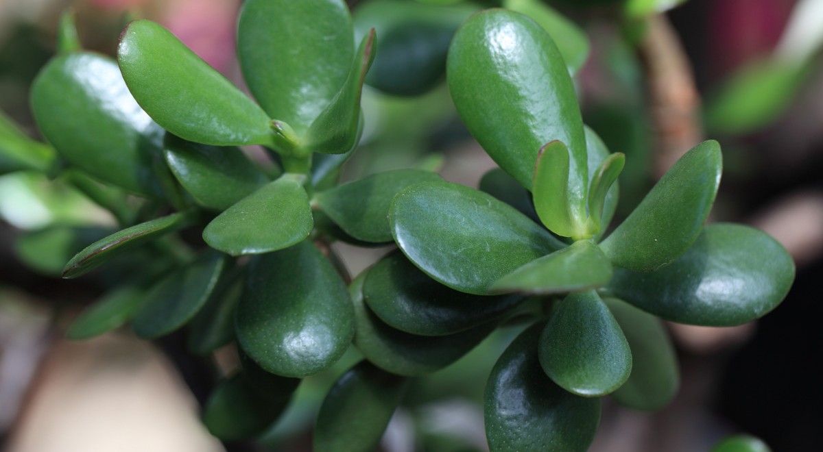L'arbre de Jade : une véritable plante porte-bonheur – #Buzzle