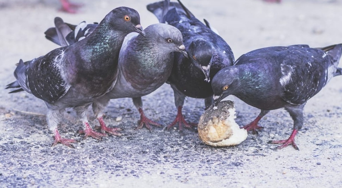 Pourquoi vous ne devriez pas donner du pain aux oiseaux sauvages