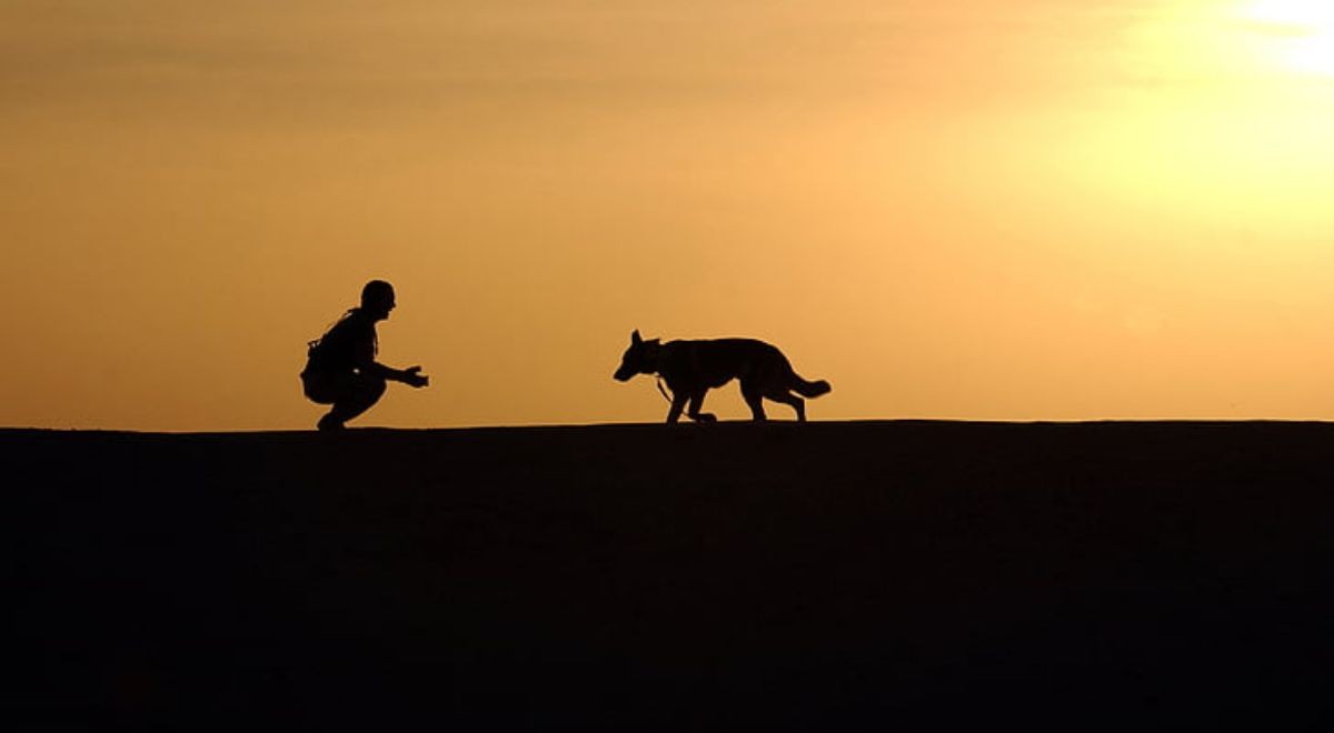 Come rendere più sicure le passeggiate notturne con il cane, usando un  collare luminoso 