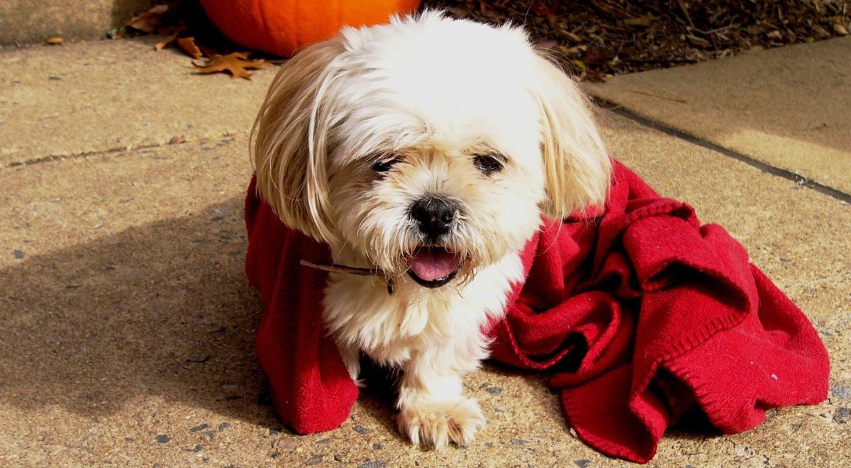 Cosa fare per la tosse nei cani cause più comuni e quando rivolgersi