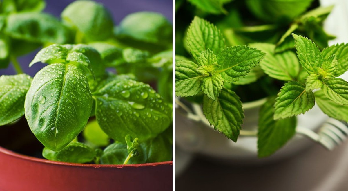 Fargesia One Boo - PLANTARIUM|GROEN-Direkt