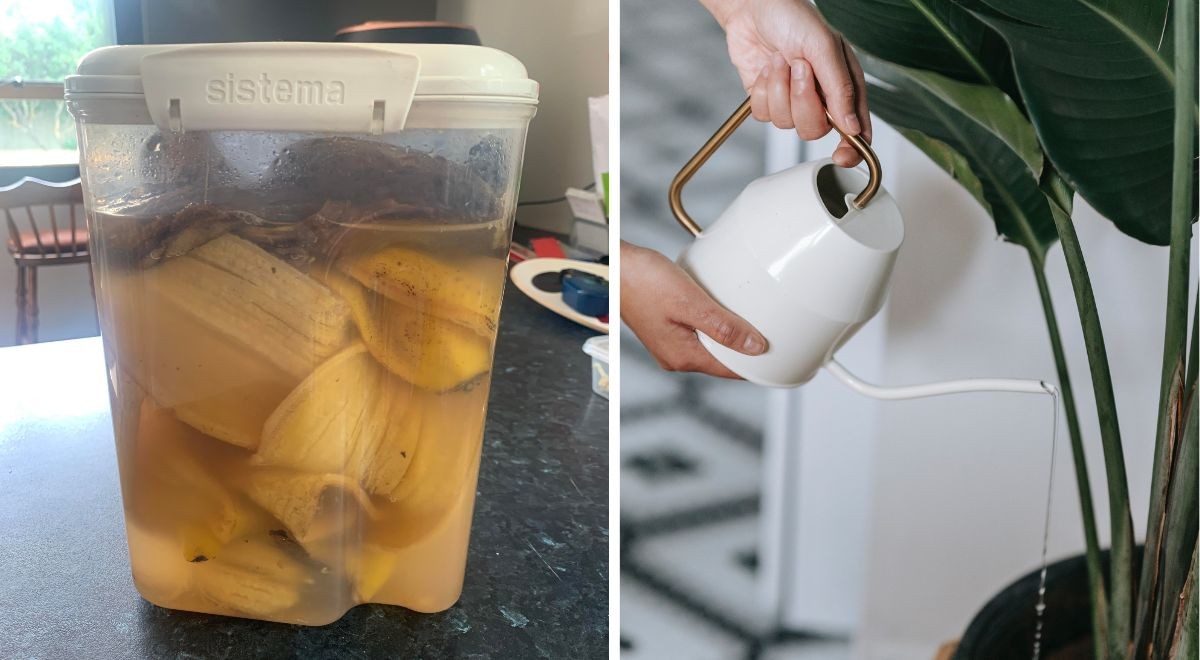 Bananas as a DIY fertilizer how to feed your plants the natural way
