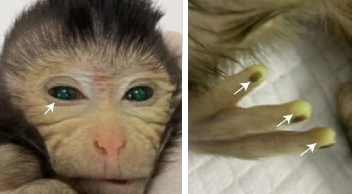 Lichtgevende vingertoppen en groene ogen: de eerste chimera-aap ...