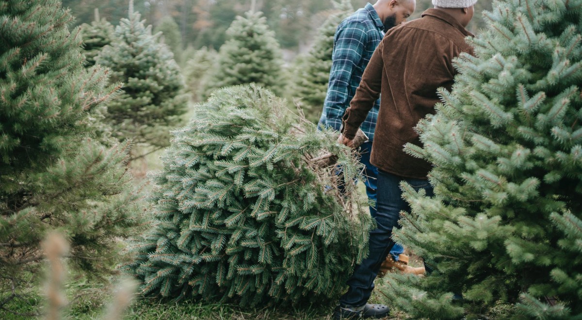 Wann sollte man einen Weihnachtsbaum kaufen? Nützliche Tipps für Ihre