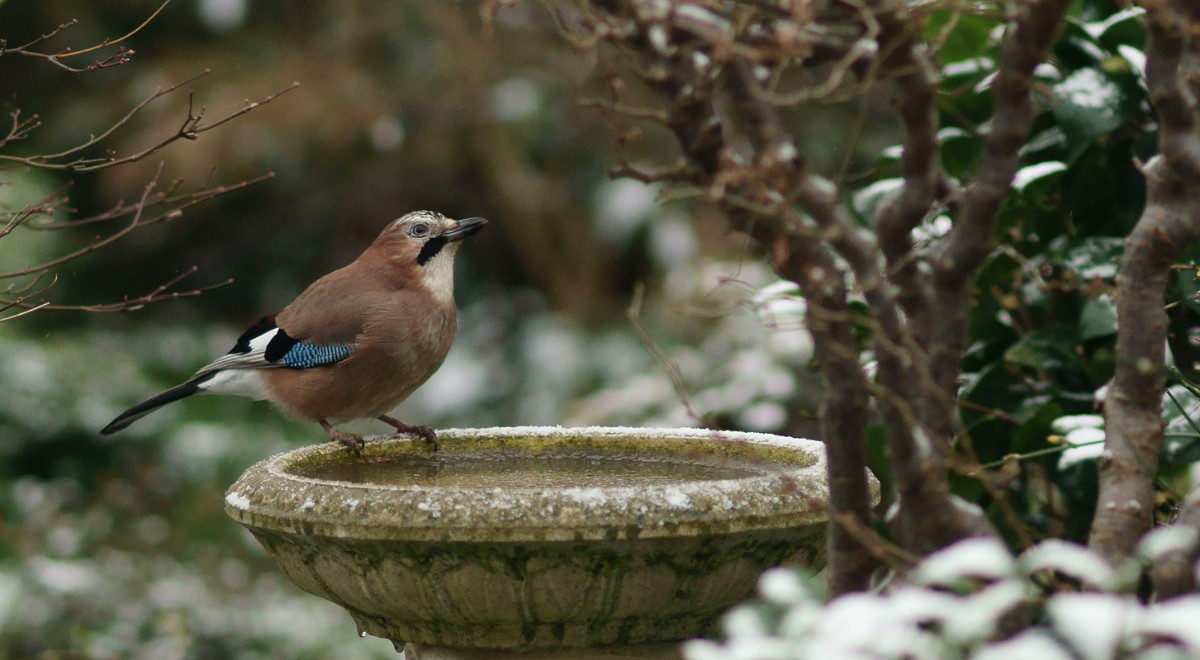 Help the birds in winter tips to keep birdbaths from freezing
