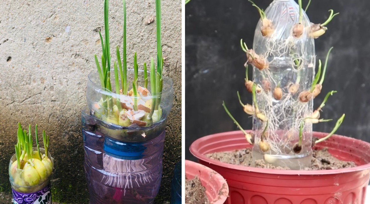 Grow garlic in plastic bottles to always have a supply to hand ...