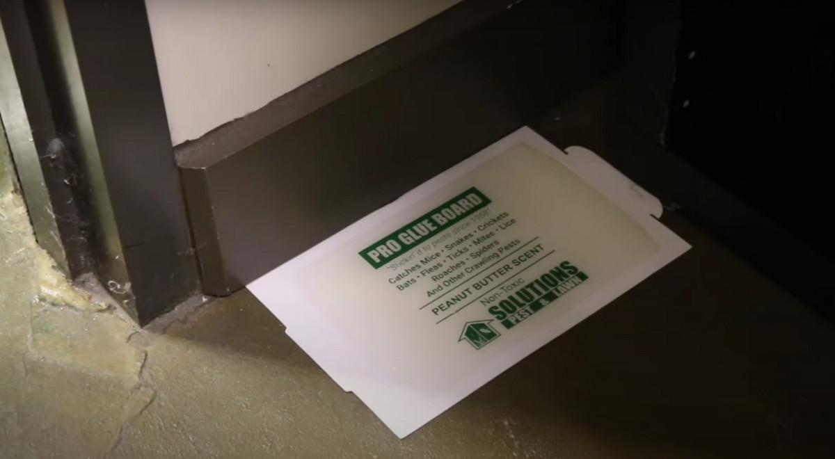 How to clear your garage of irritating insects by using sticky traps