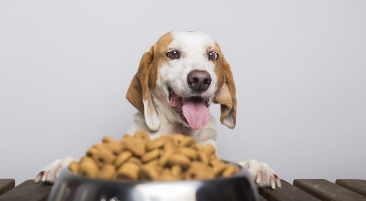 Come scegliere il cibo giusto per il tuo cane, e quali sono gli errori da  non fare 