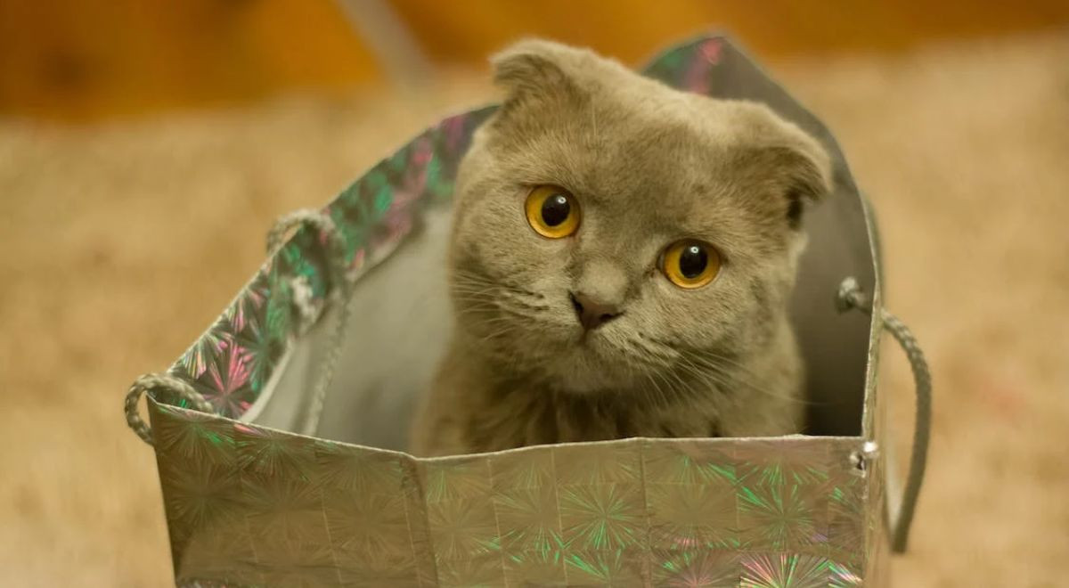 Scottish Fold: tutto quello che c'è da sapere sul gatto