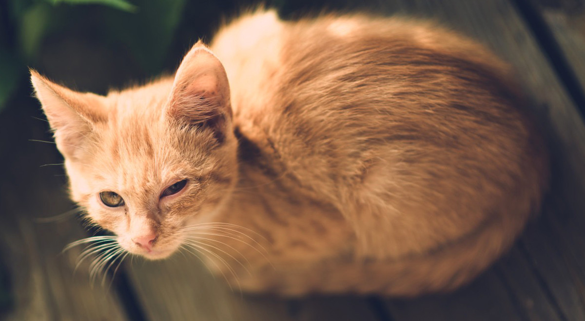 Ecco Come Puoi Capire Se Il Tuo Gatto Non Felice E Prova Malessere Argo Pet