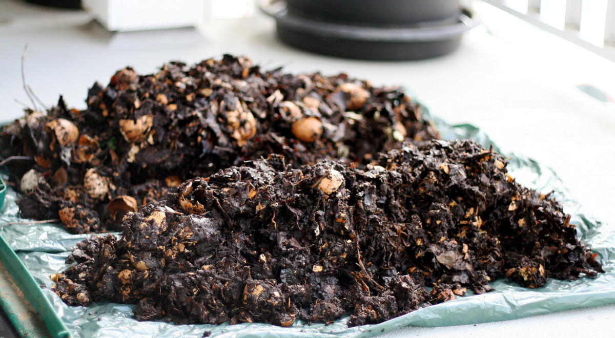 Vers blancs dans le compost c'est normal qu'il y en ait ou estce le — free download