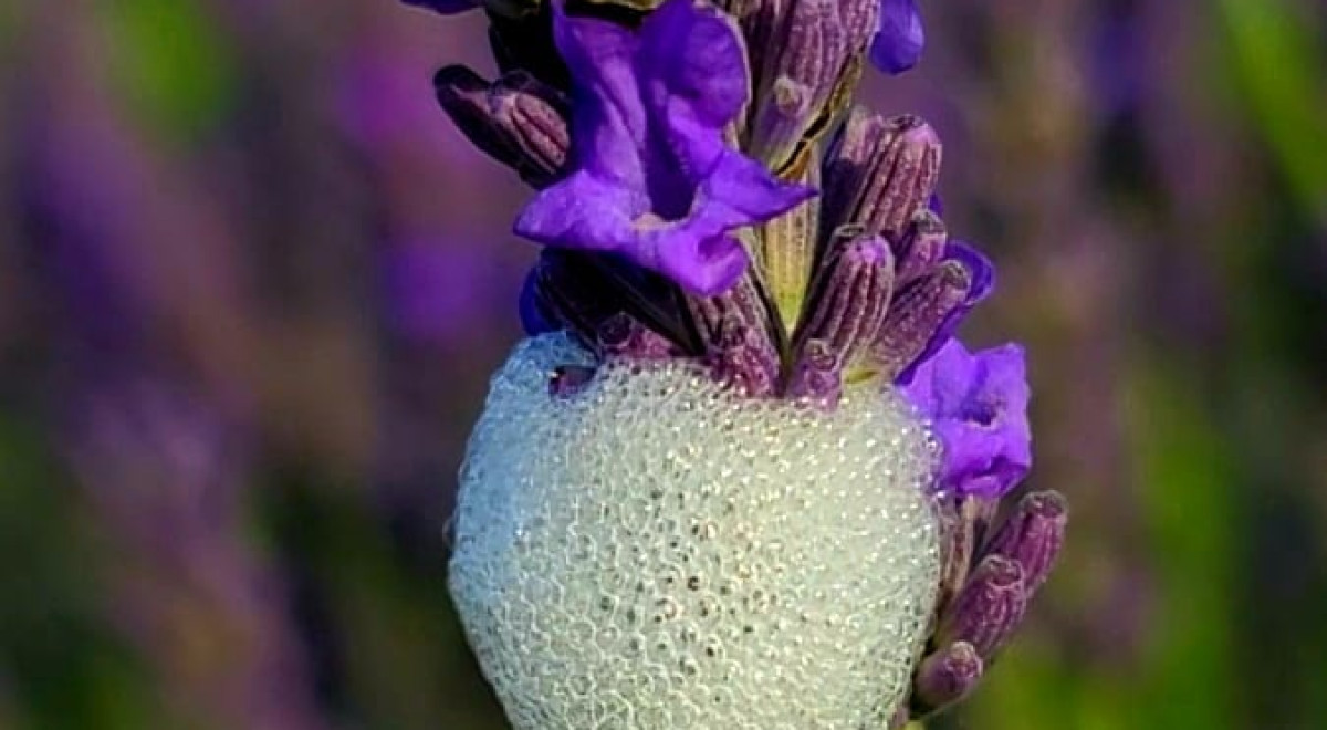 Have you ever seen white foam on your plants? Find out what it is and
