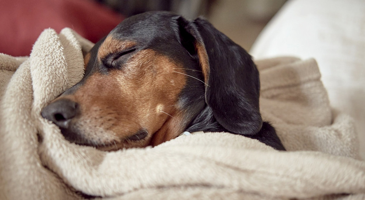 quante ore dorme un cane