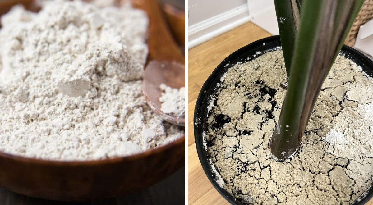 Kiselgur: den organiska insekticiden för användning både inomhus och i ...