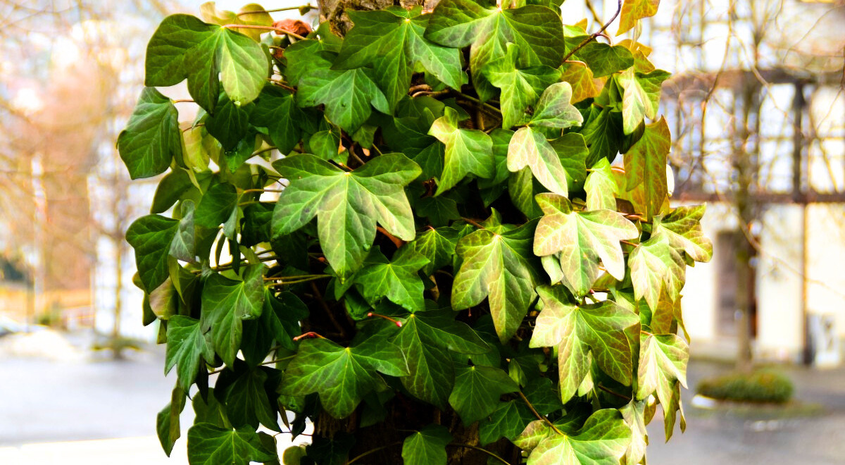 Fautil enlever le lierre qui se trouve sur les arbres fruitiers ? Découvrez comment gérer cette