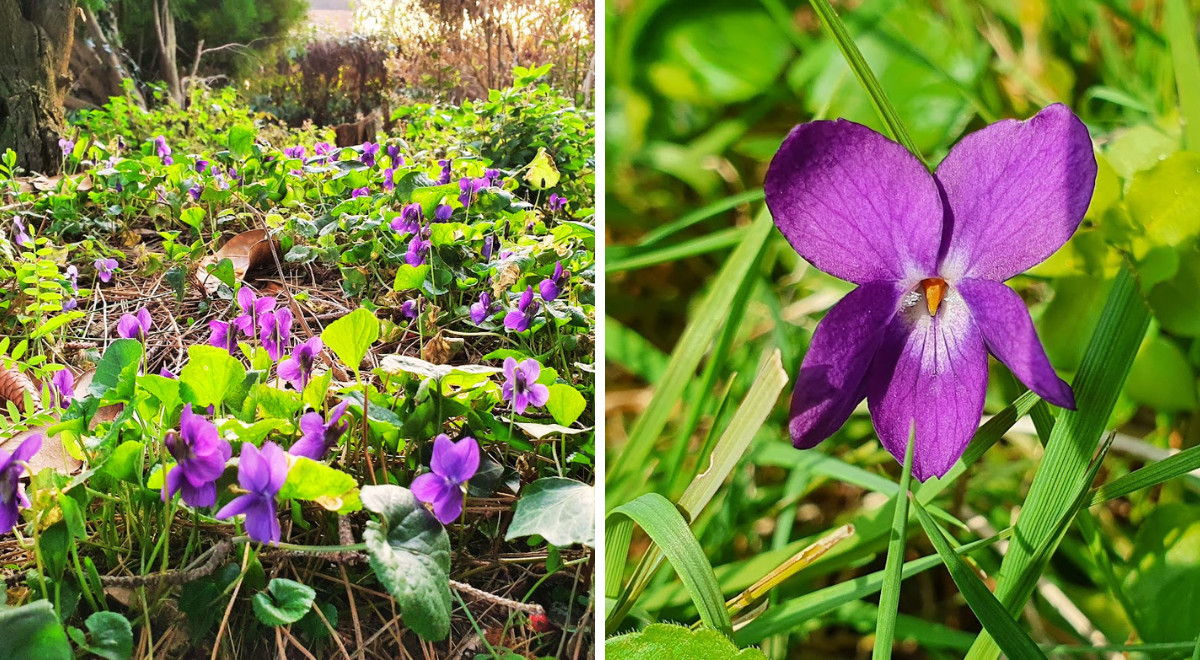 Violettes sauvages dans le jardin : pourquoi il est important de les ...