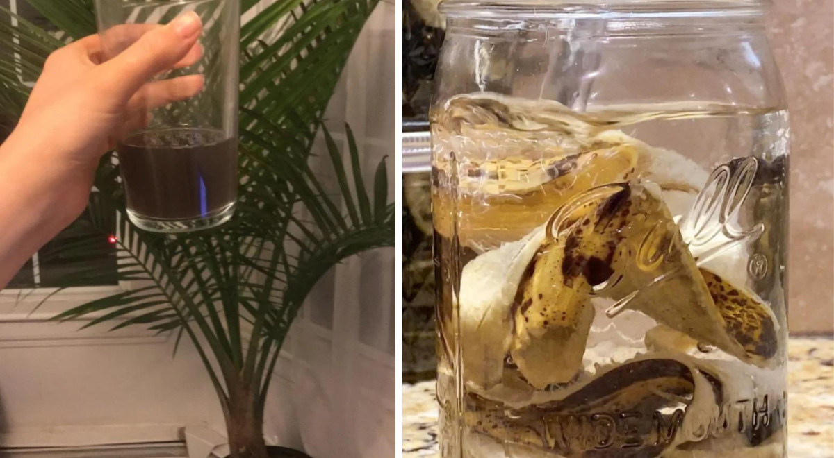 Banana water for plants a DIY fertilizer that will help your plants thrive CreativoMedia.co.uk