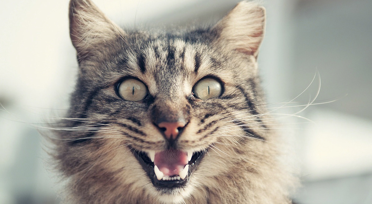 miagolii e versi dei gatti
