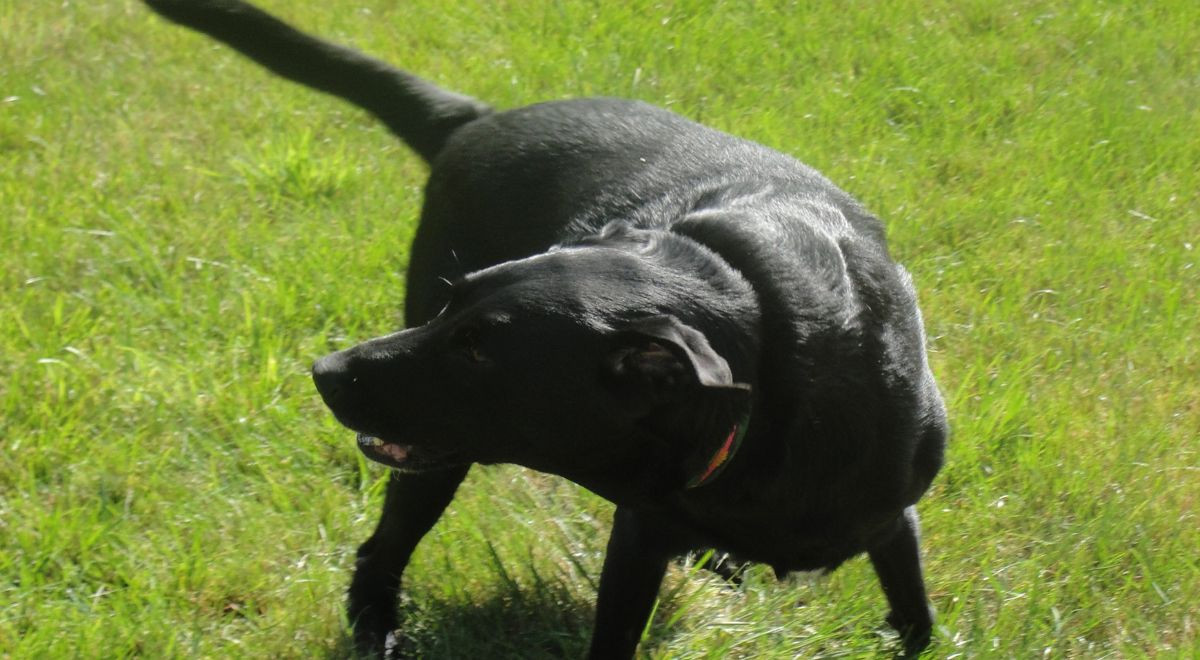 Perché il cane si rincorre la coda? E soprattutto c’è da preoccuparsi