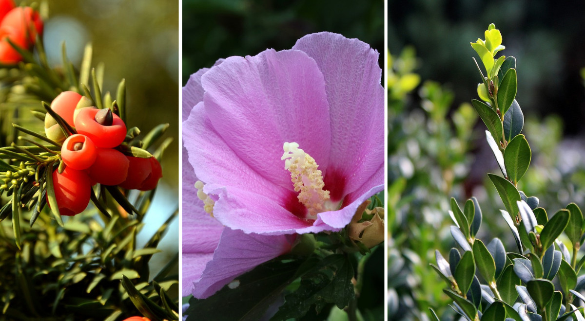 Pflegeleichte Sträucher 6 Arten, die Ihren Garten mühelos verschönern