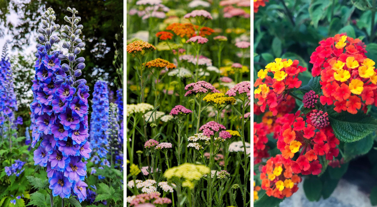 Die schönsten Sommerblumen für Ihren Garten oder Balkon