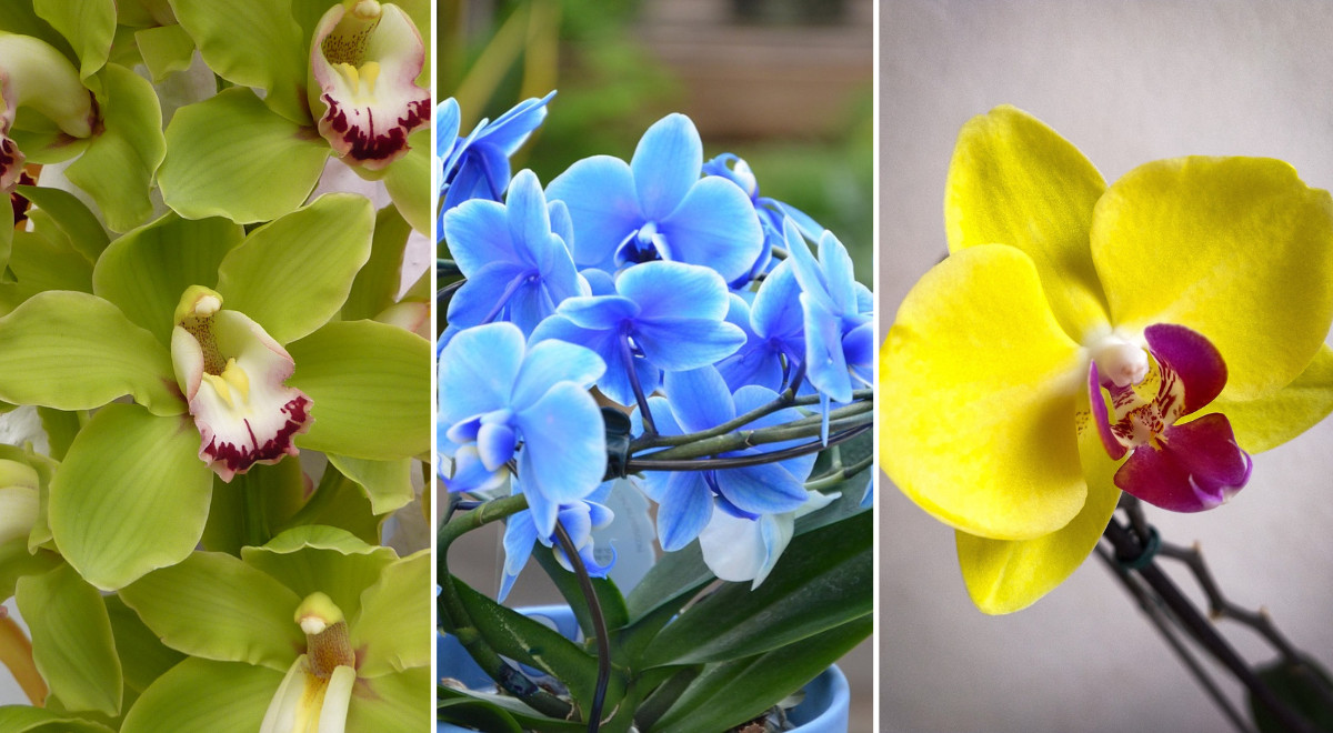 Geheimnisvolle Schonheit Entdecken Sie Die Verborgene Bedeutung Der Orchidee