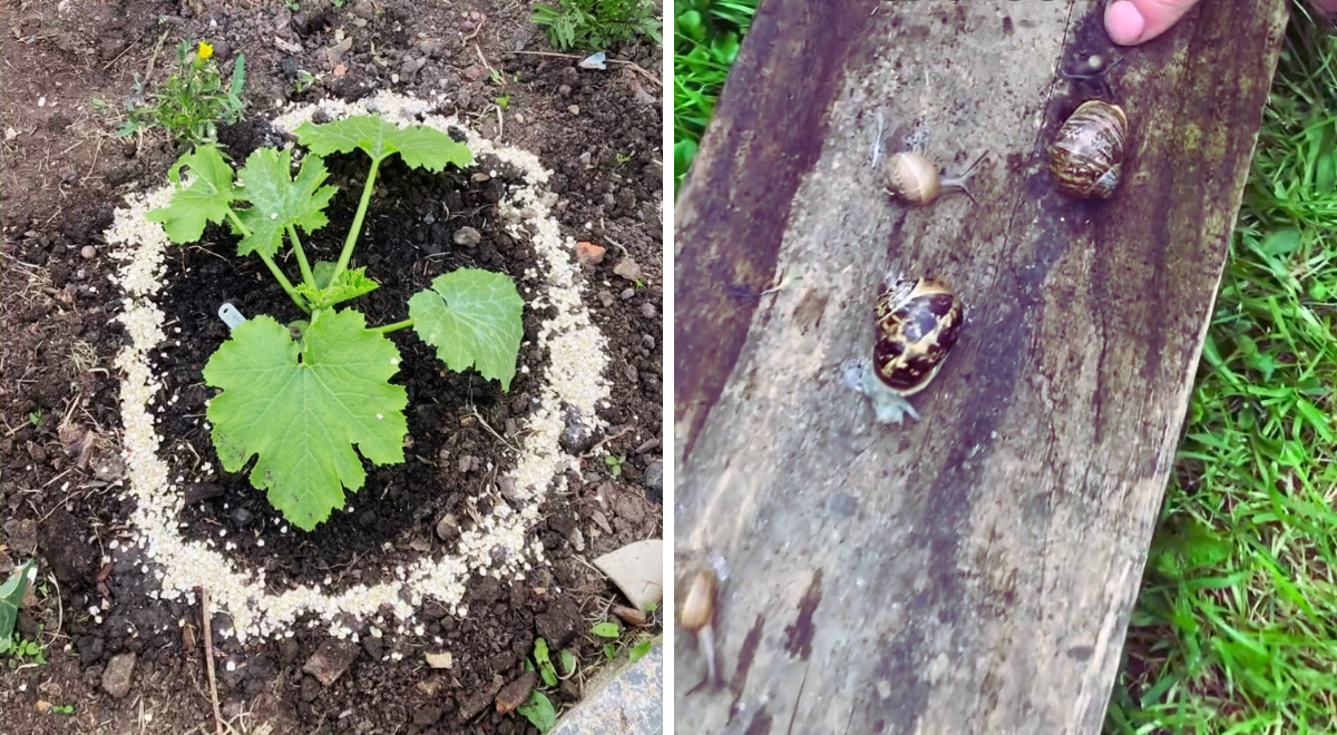 Schnecken im Gemüsegarten stoppen die grünen und grausamen Mittel zum