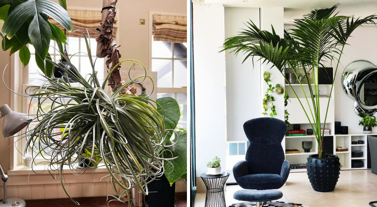 Plants that dehumidify the air and help you ward off muggy, summer heat