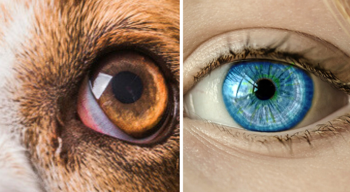 De meeste dieren hebben een extra ooglid, behalve mensen en primaten de reden Curioctopus.nl