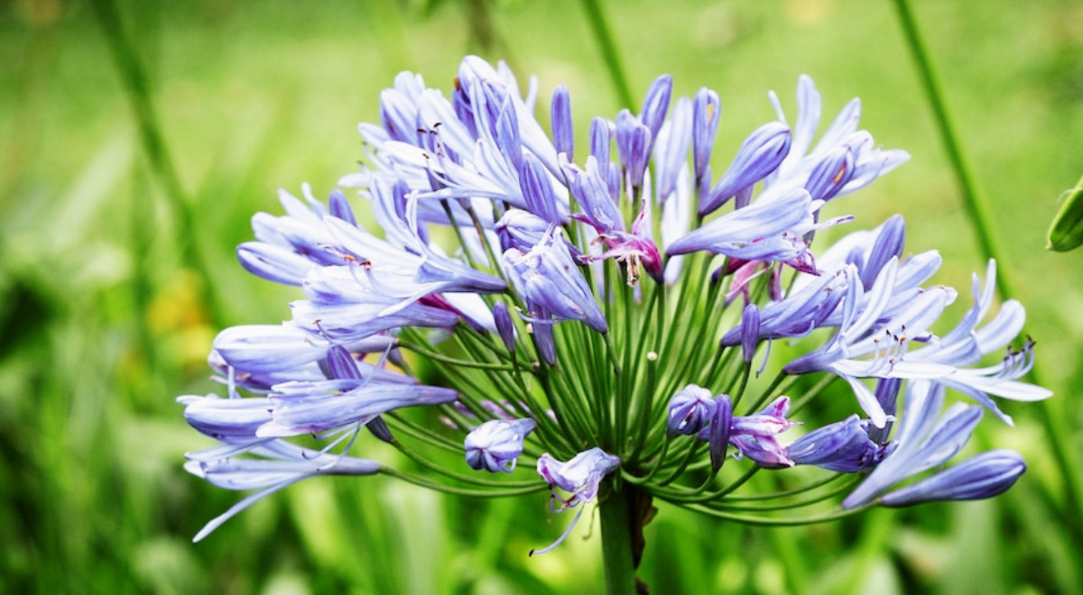 Der Agapanthus ist gesund, blüht aber nicht Gründe und