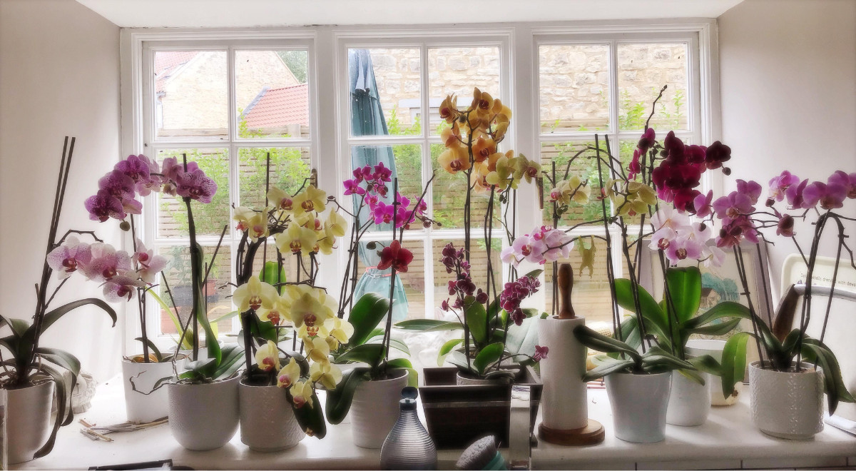 Orchideen im Sommer die richtige Pflege, um sie auch bei heißem Wetter