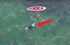 Il descend du kayak et se jette dans l'eau: qui se joint à lui? Extraordinaire.