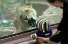 En pojke går runt i djurparken: det som lejonet gör är konstigt ... och skrämmande 