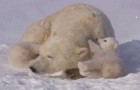 Une famille polaire adorable