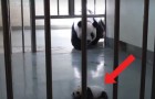 Video Panda