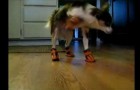 Dogs in boots compilation
