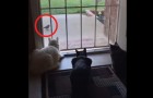 Three cats stalking a bird get --- PUNKED!